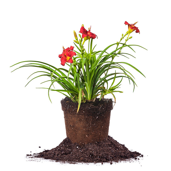 planting daylilies in pots Buy Pardon Me Daylily for Sale | Red Daylilies