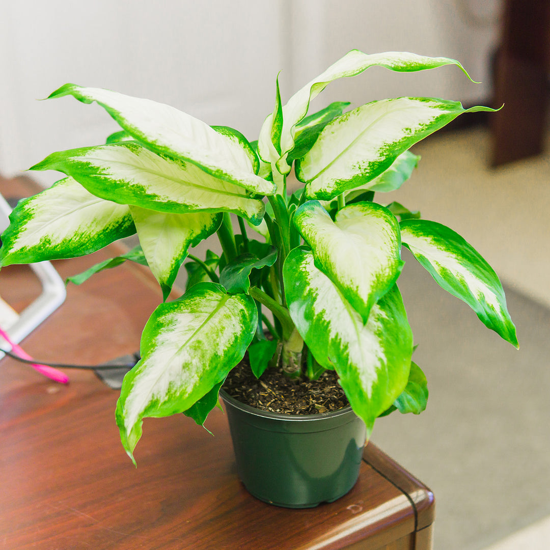 dieffenbachia exotica camilla Dieffenbachia 'Camille' Dumb Cane