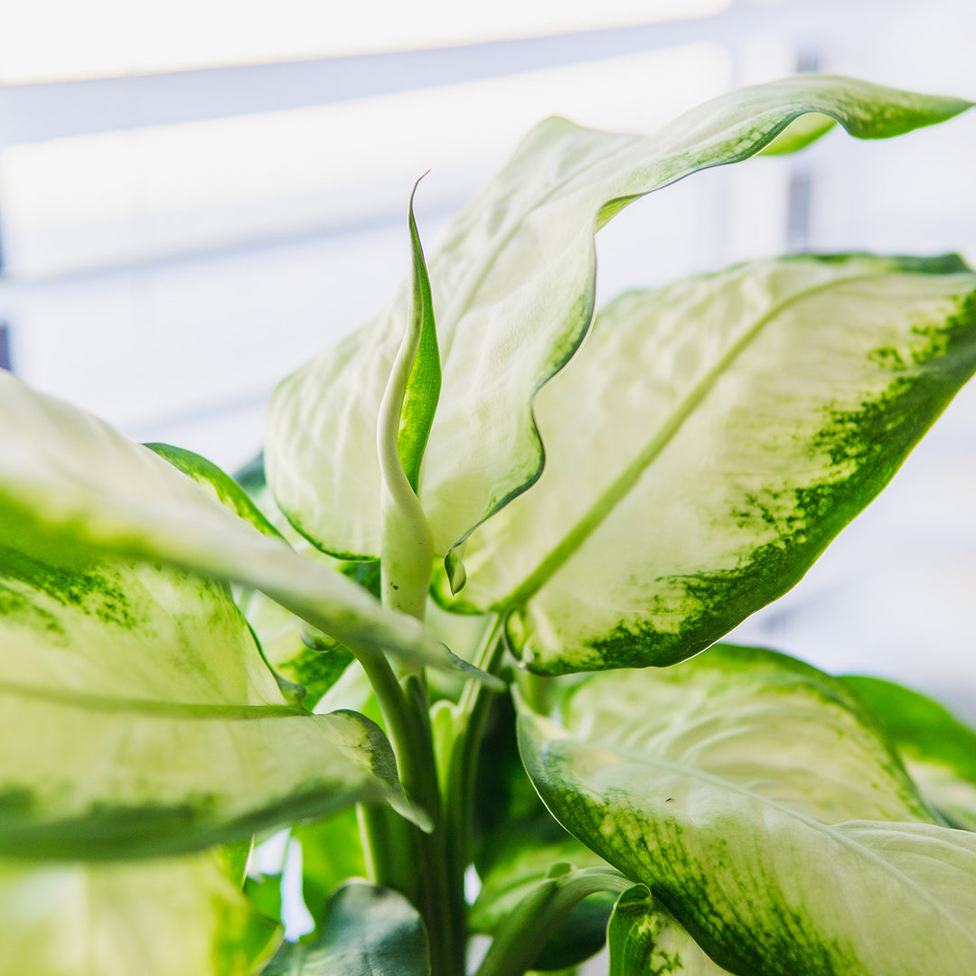 dieffenbachia maculata compacta Dieffenbachia Camille for Sale | Dumb Cane