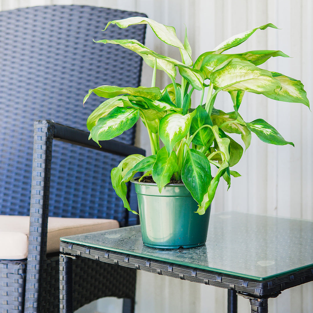 dieffenbachia pronounce Dieffenbachia Camille for Sale | Dumb Cane