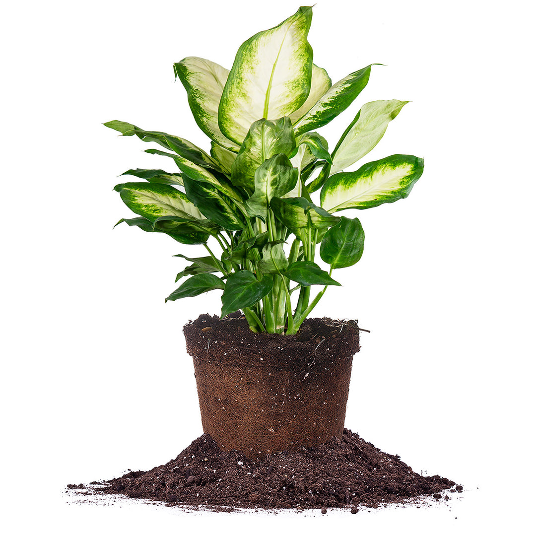 dieffenbachia chat Dieffenbachia 'Camille' Dumb Cane