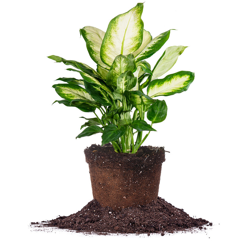 dieffenbachia camille soil Dieffenbachia 'Camille' Dumb Cane