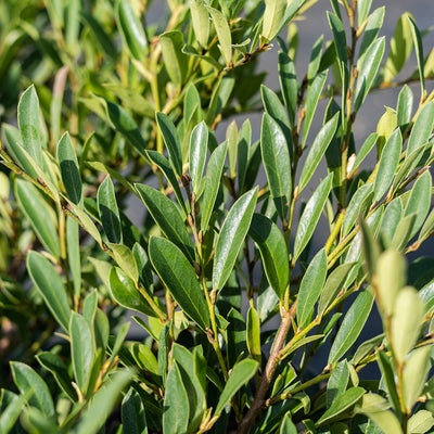 Cinnamon Girl Distylium