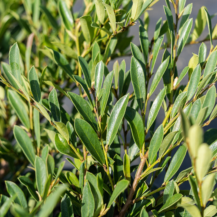 cinnamon jade plant Cinnamon Girl Distylium