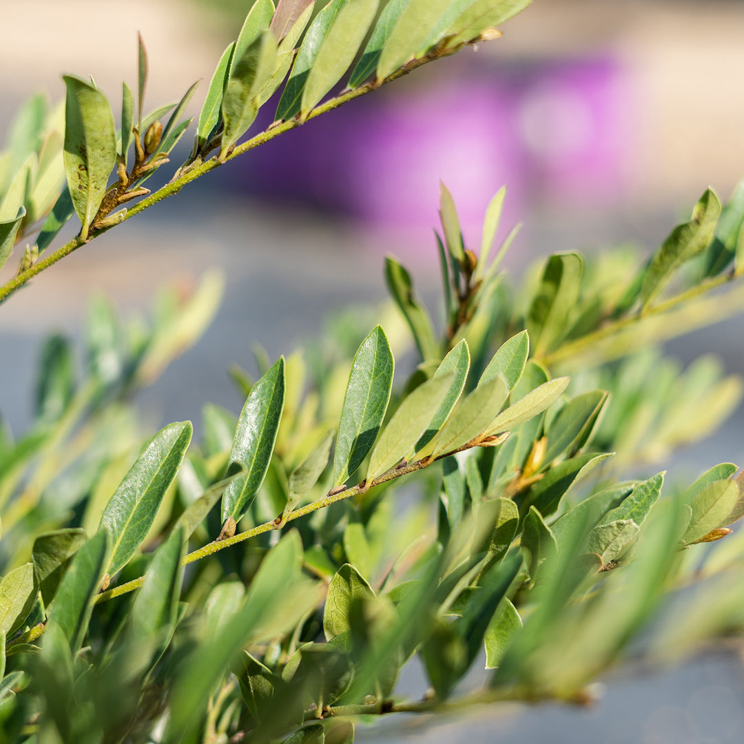 cinnamon girl plant Buy Cinnamon Girl Distylium Plant for Sale Online