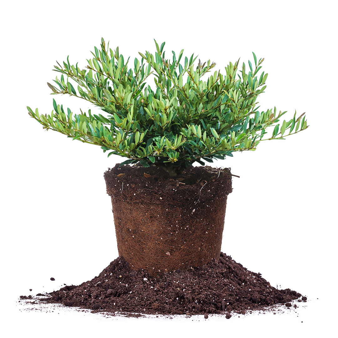 cinnamon girl distylium companion plants Buy Cinnamon Girl Distylium Plant for Sale Online