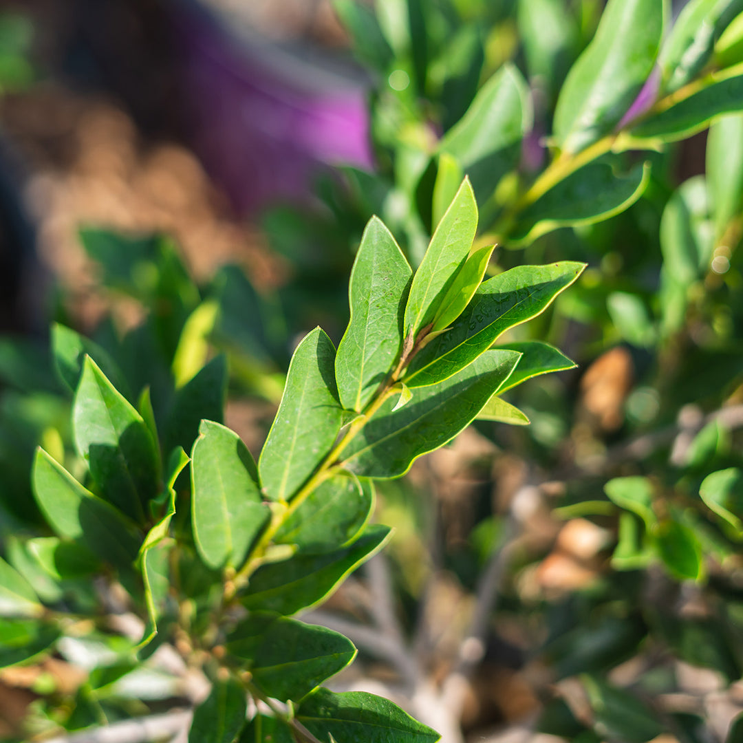 Buy Vintage Jade Distylium for Sale Online