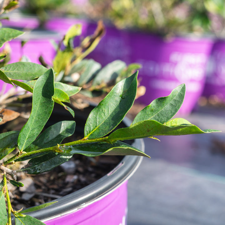vintage jade distylium companion plants Buy Vintage Jade Distylium for Sale Online