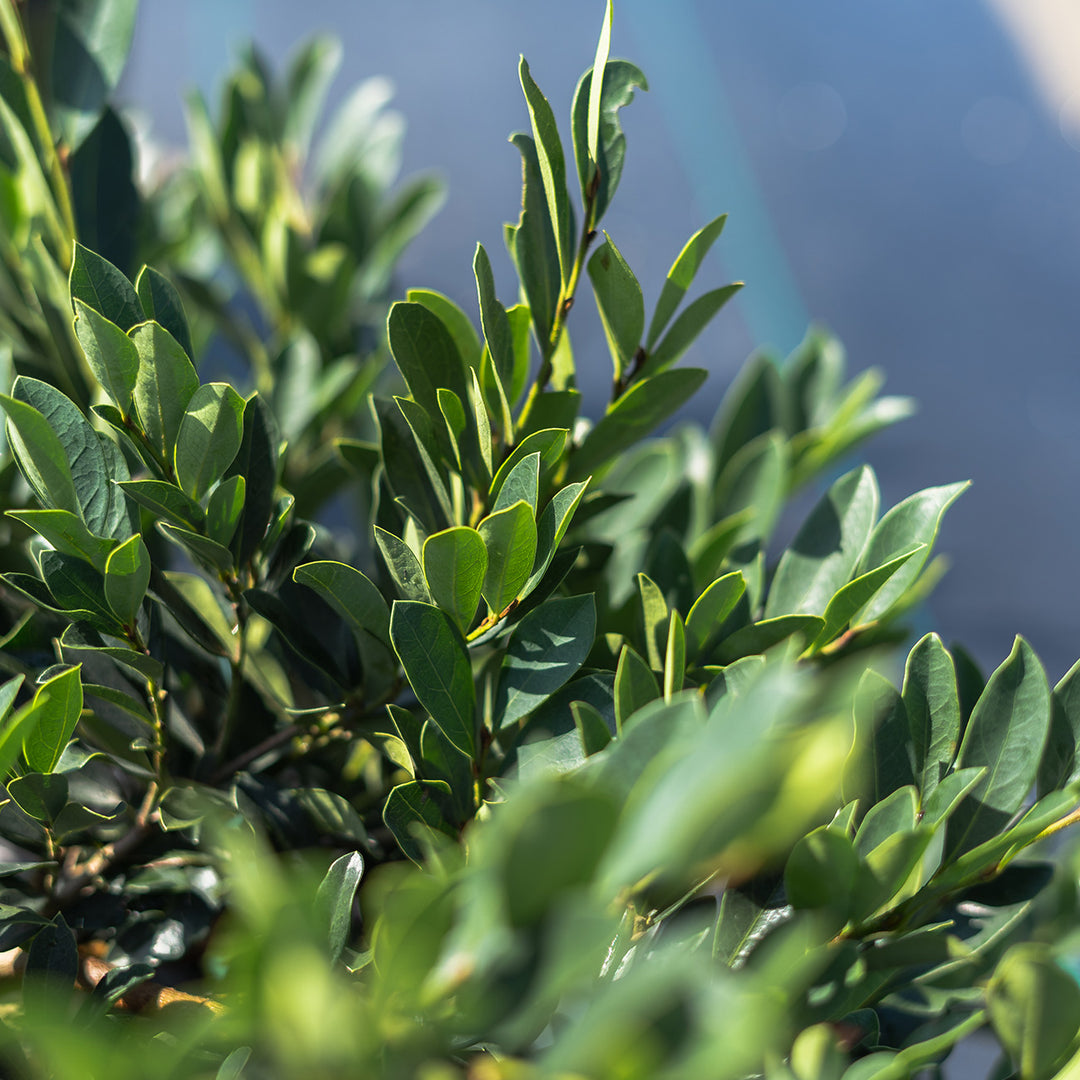 Buy Vintage Jade Distylium for Sale Online