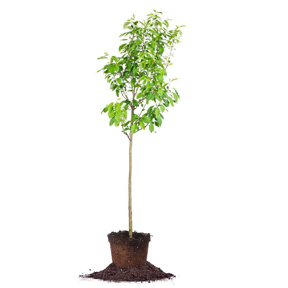 crabapple bonsai trees for sale Dolgo Crabapple Tree for Sale | Buy White Flowering Trees