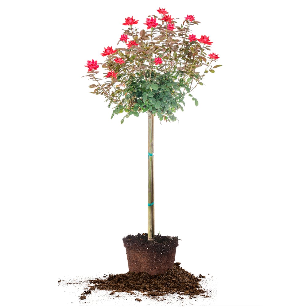 knockout rose tree seeds Red Double Knock Out Rose Tree - 3-4 ft / Single