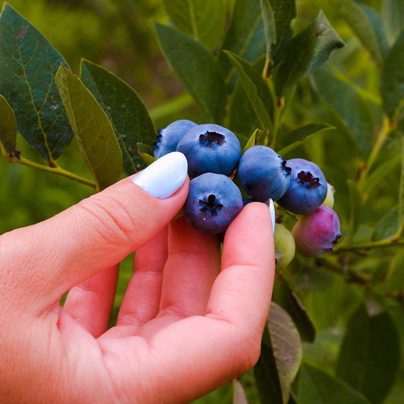 Duke Northern Highbush Blueberry shrub gardener picking ripe fruit from the branch