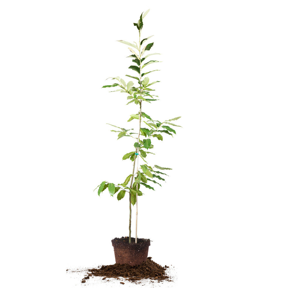 dunstan chestnut seeds for planting Hybrid American Chestnut Tree - 3 Gallon / 4-Trees