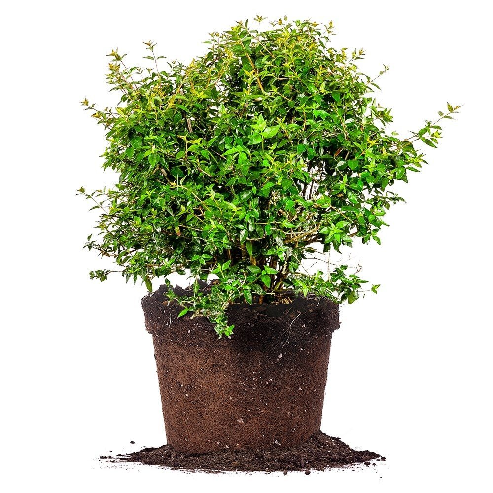 Edward-Goucher-Abelia_1080x.