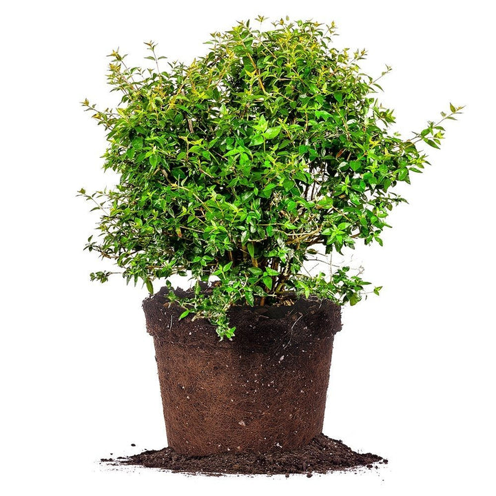 Edward Goucher Abelia Plant for Sale | Buy Shrubs Online | Perfect