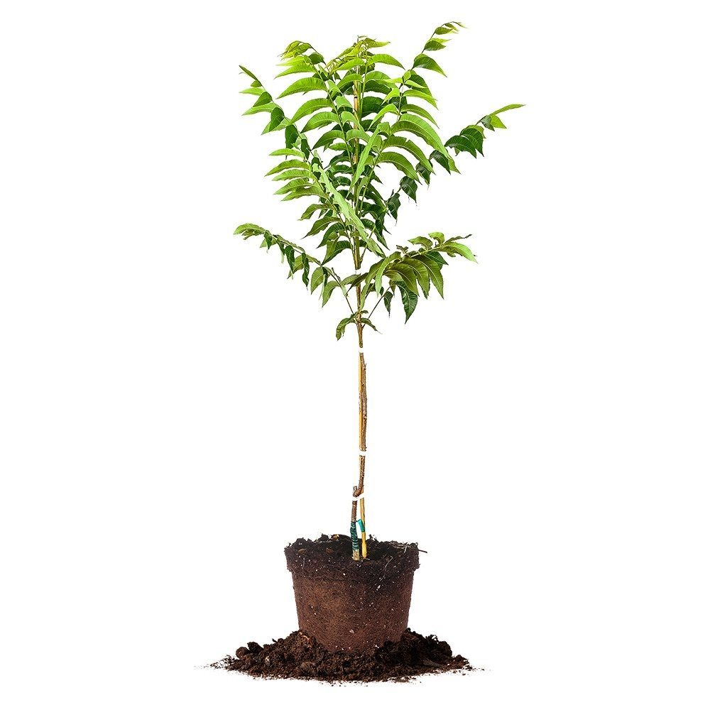 Elliot Pecan Tree for Sale | Buy Pecan Trees Online | Perfect Plants