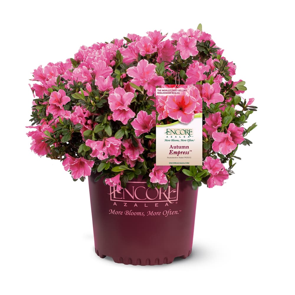 Autumn Empress™ Encore® Azalea for Sale | Buy Encore Azaleas