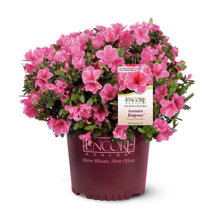 【中古】「非常に良い」アザレア Azalea　コミック　全4巻セット Autumn Empress™ Encore® Azalea for Sale | Buy Encore Azaleas