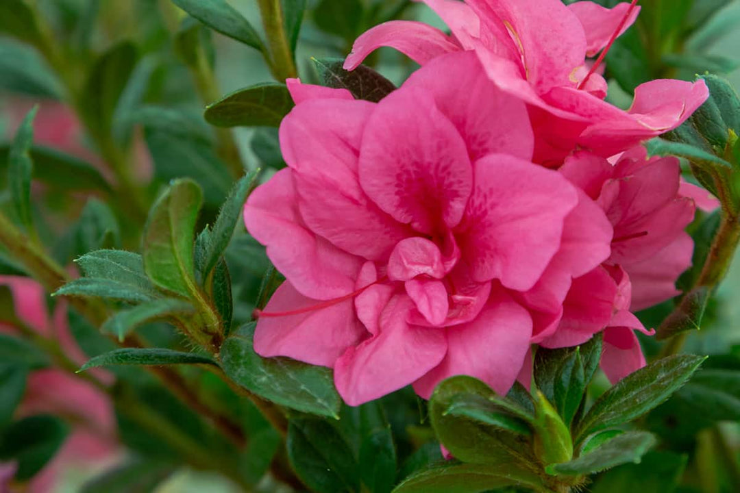 Autumn Empress™ Encore® Azalea for Sale | Buy Encore Azaleas