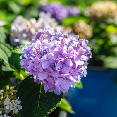 Endless Summer Hydrangea color changing flowering shrub for sale online