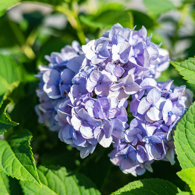 Endless summer Hydrangea blue flowers from acidic soil blend