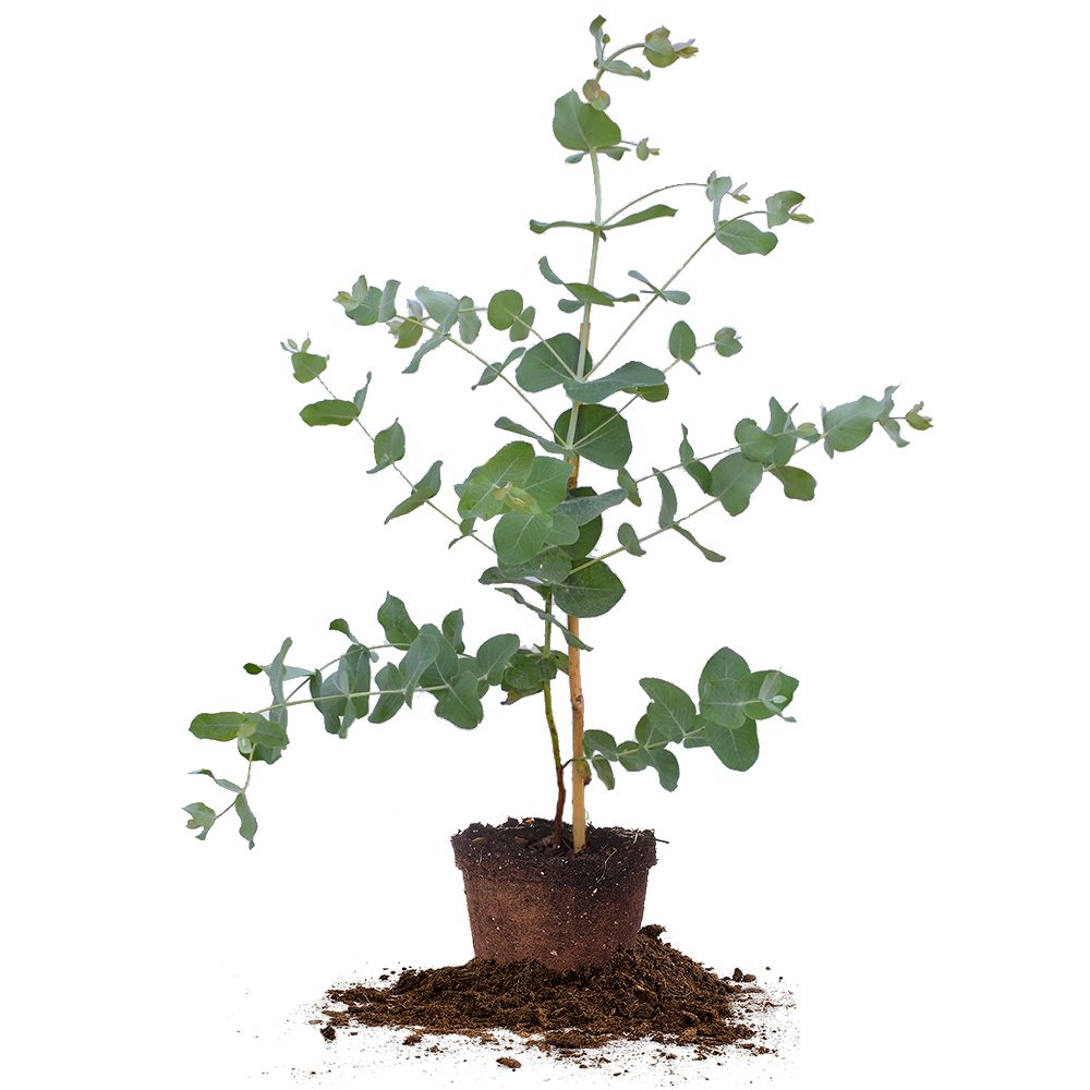 Silver Dollar Eucalyptus Tree for Sale Buy Eucalyptus Plant Perfect