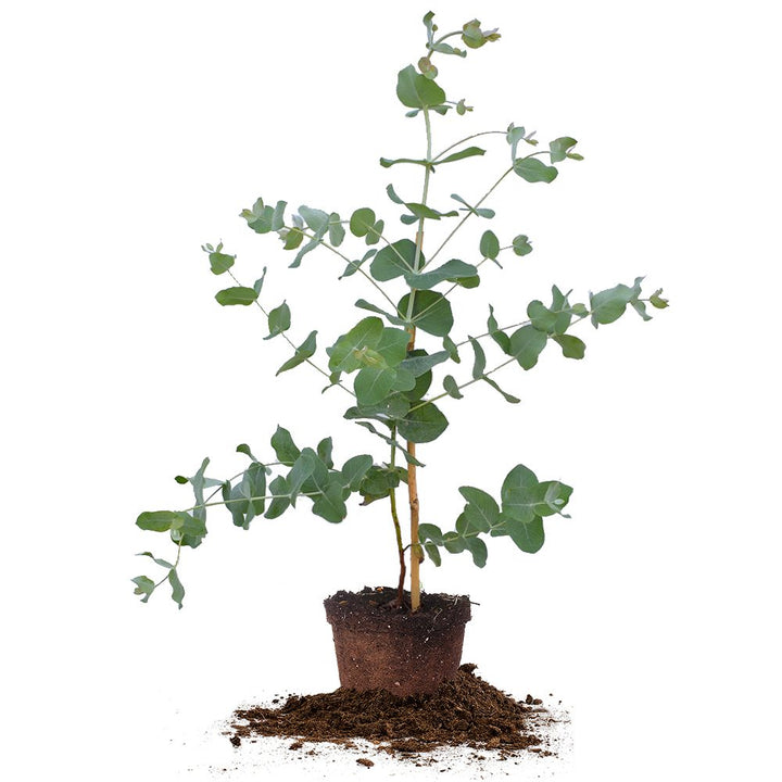 eucalyptus potted plant for sale Silver Dollar Eucalyptus Tree