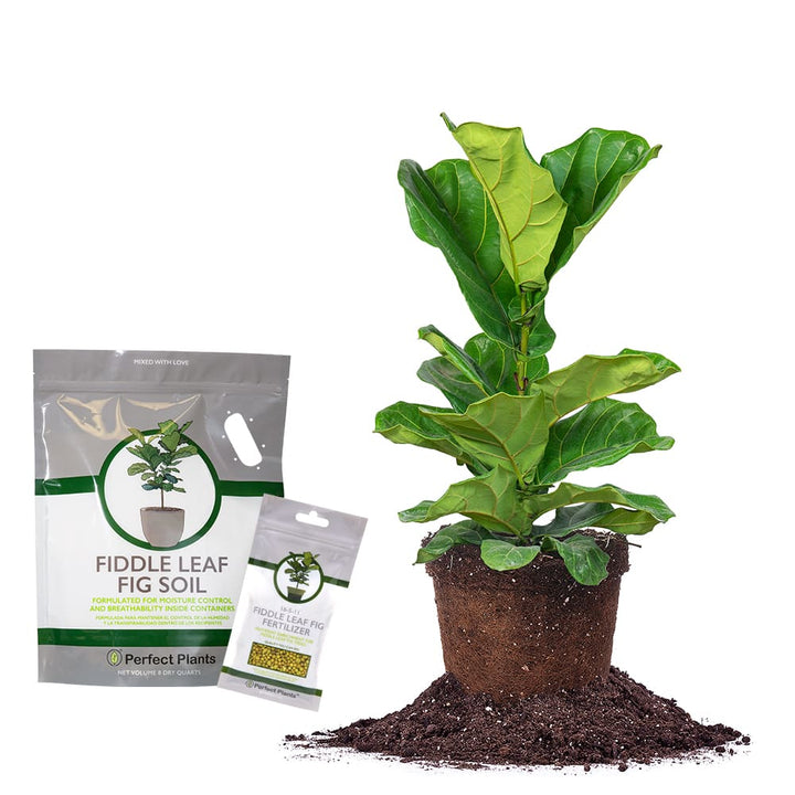 fiddle leaf fig plant for sale near me Buy Fiddle Leaf Fig Bundle