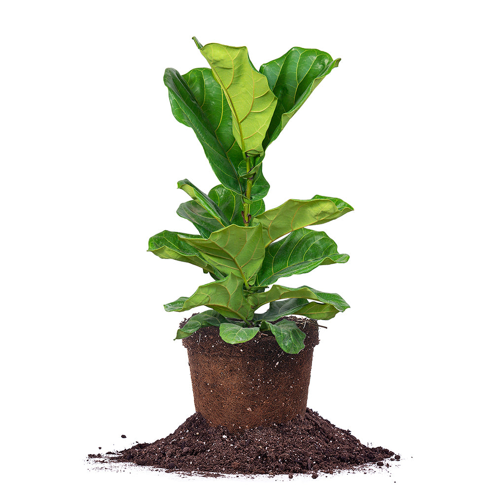fiddle leaf fig tree expensive Fiddle Leaf Fig Tree for Sale