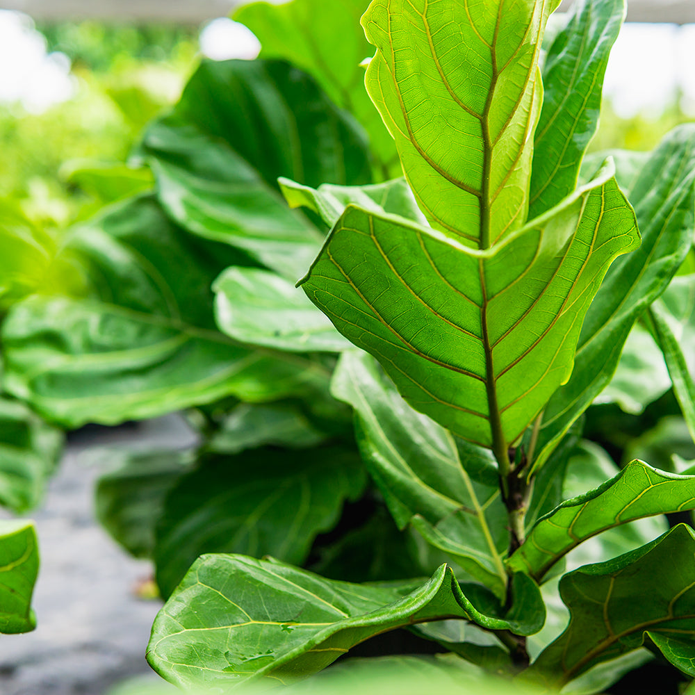 soil for fiddle leaf fig 100% Organic Fiddle Leaf Fig Potting Soil Mix  Nutrient Rich, Well-Dr   Houseplant Resource Center