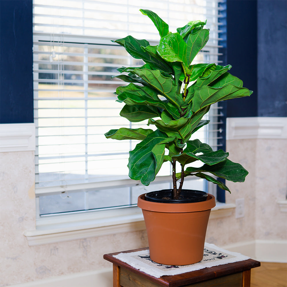 best plant food for fiddle leaf figs Liquid Fertilizer for Fiddle Leaf Fig - 8 fl oz