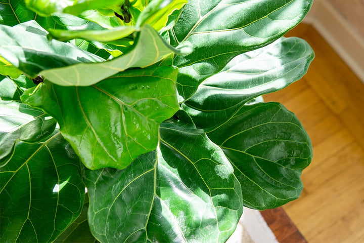 ornamental fiddle leaf fig Buy Fiddle Leaf Fig Bundle