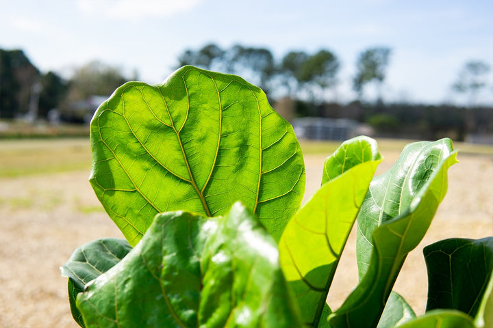 are fiddle leaf figs poisonous Fiddle Leaf Fig Tree for Sale