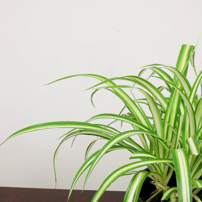 indoor houseplant one gallon pot variegated spider plant shrub