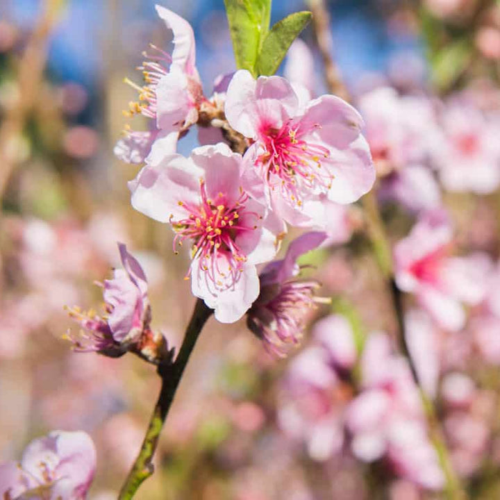 Buy Flordaking Peach Tree | Fruit Tree | Pink Blossoms | Perfect