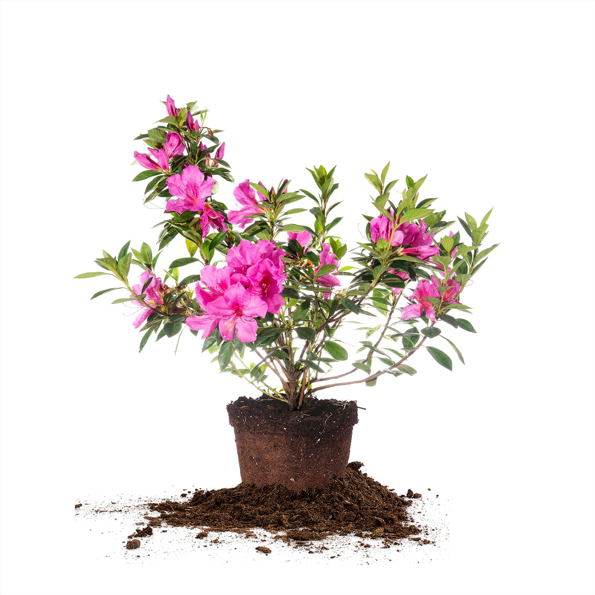 1 and 3 gallon lavender formosa azalea for sale online by Perfect Plants Nursery