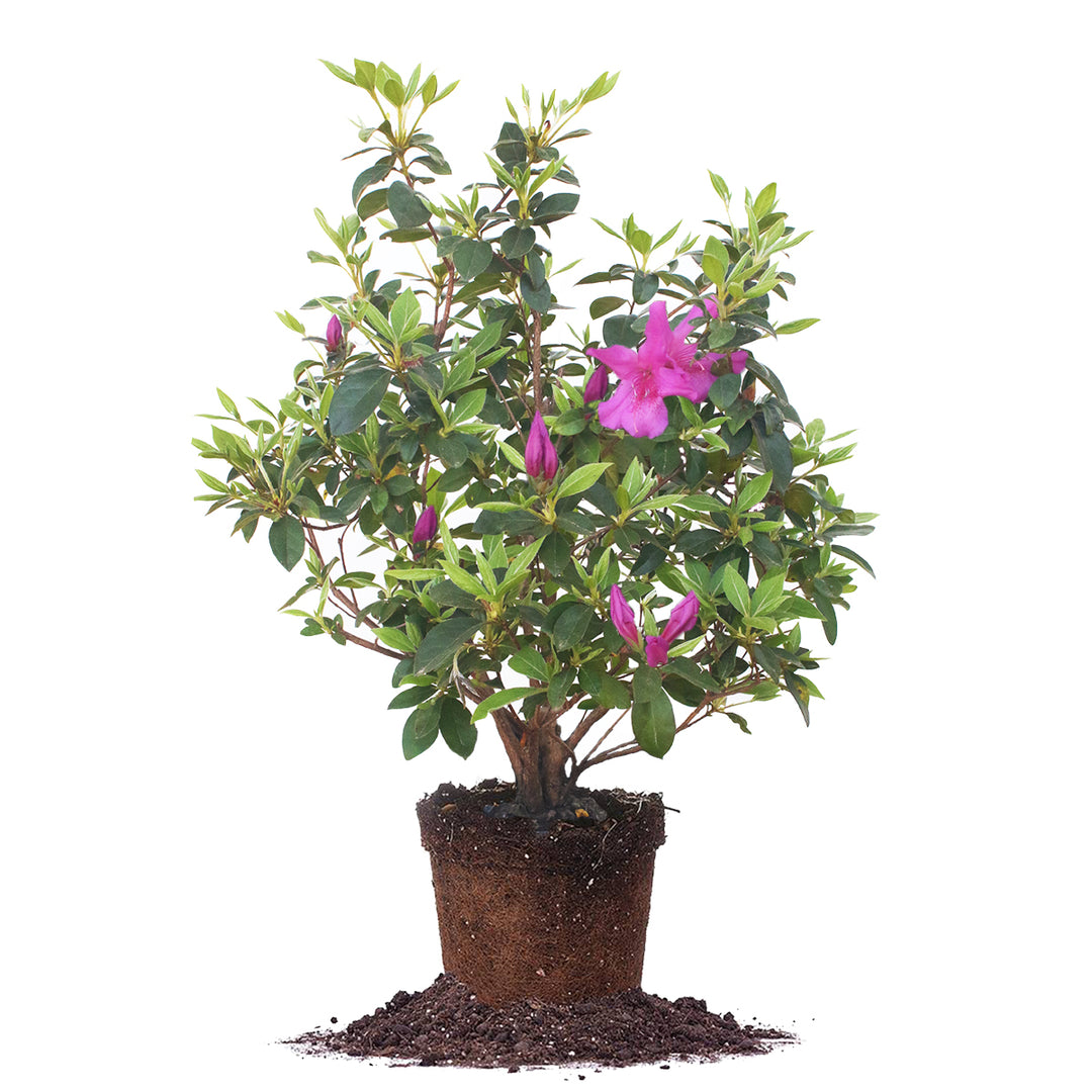 Lavender Formosa Azalea Shrub - 1 Gallon / Single