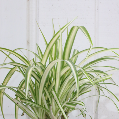 houseplant spider plant shrub variegated one gallon pot