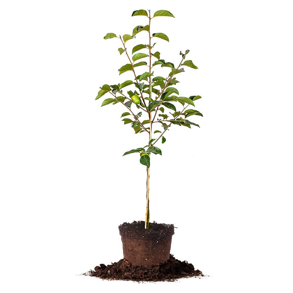 can you plant persimmon in a pot Buy Fuyu Persimmon Tree for Delicious Fruit