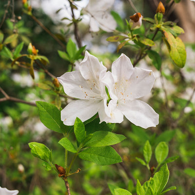 White blooms of G.G. Gerbing Azalea flowering shrub