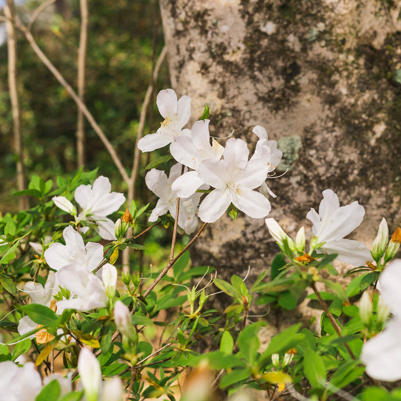 Flowering hedge made of white flowers from GG Gerbing Azalea