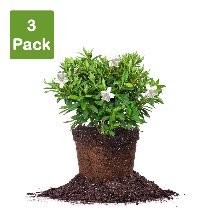 3 pack of 3-gallon GG Gerbing Azalea