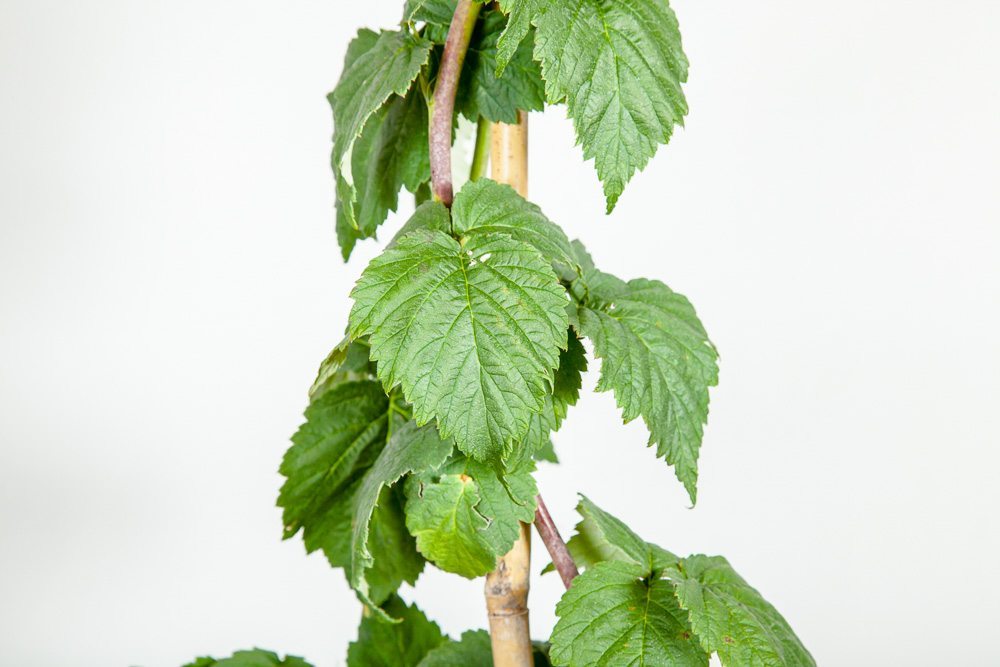 Glencoe Thornless Raspberry Bush for Sale | Perfect Plants