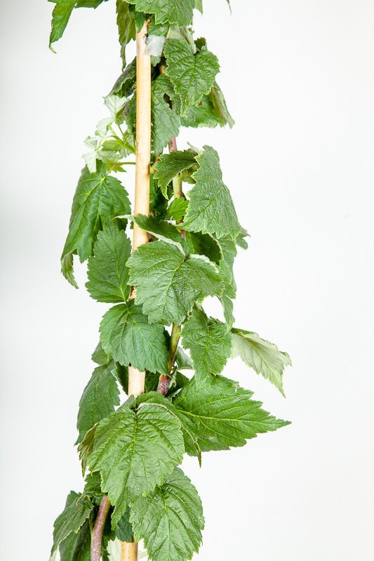 Glencoe Thornless Raspberry Bush for Sale | Perfect Plants