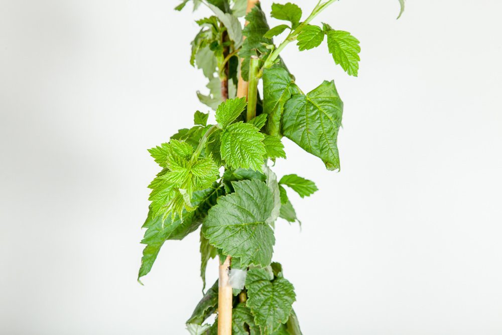 Carolina Raspberry Tree Buy Caroline Raspberry Bush Online | Sweet and Simple | Perfect Plants