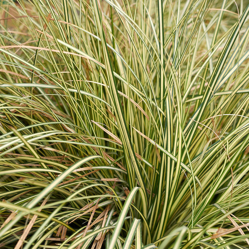 Carex Oshimensis Evergold grass