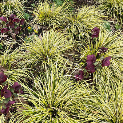 Carex Oshimensis Evergold grass