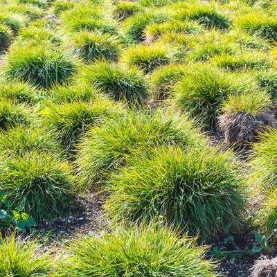 Carex Everillo Grass