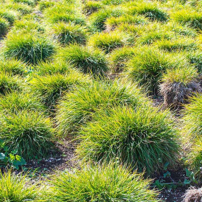 Carex Everillo Grass