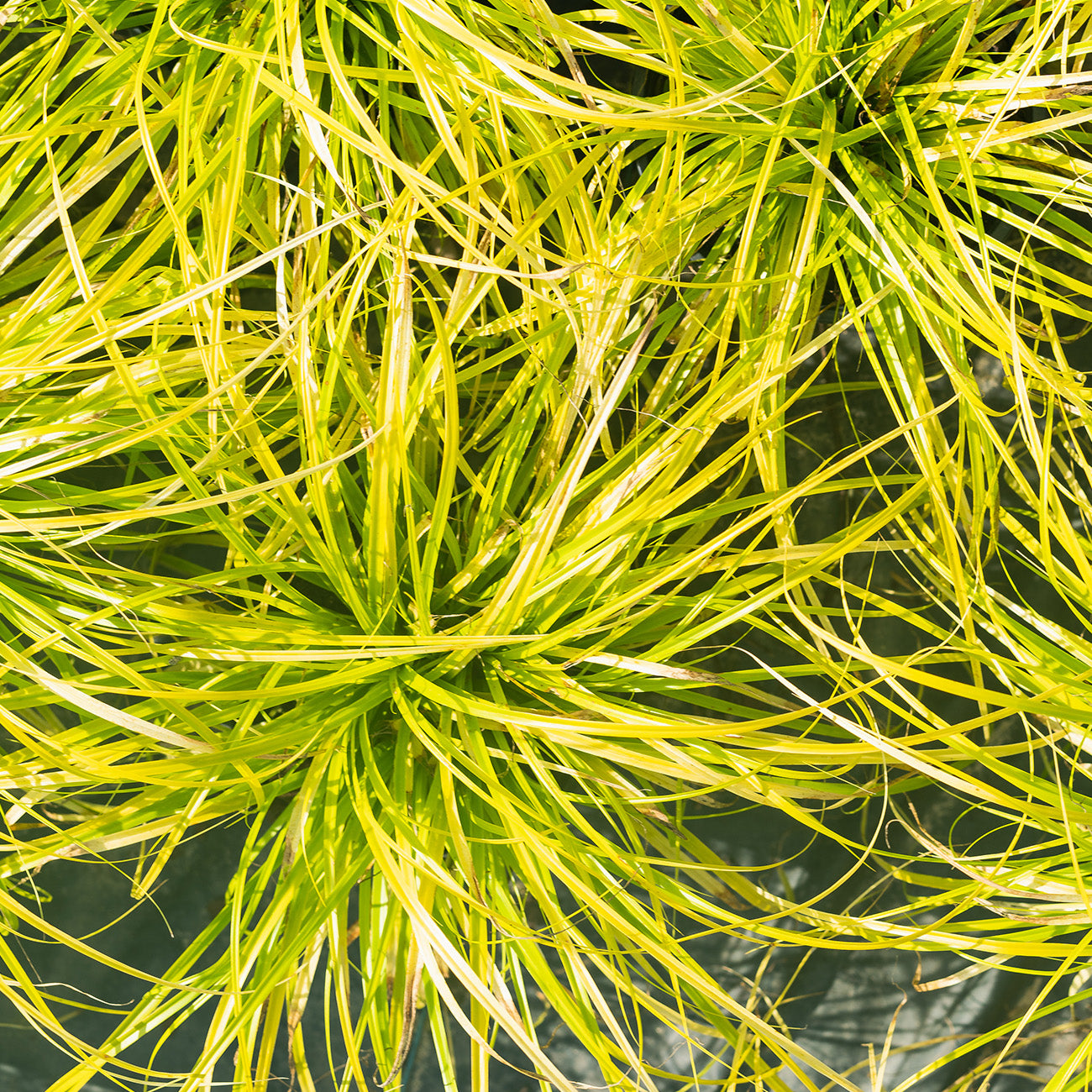 Carex Everillo Grass for Sale | Buy Ornamental Grass | Perfect Plants